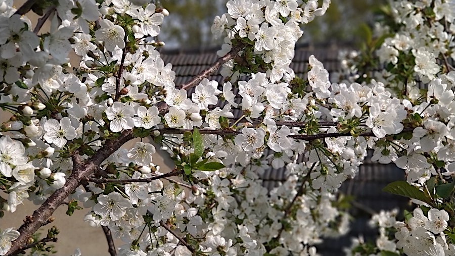 Die Kirschblte ist auch in Sohland schn anzusehen, wird aber traditionell nicht gefeiert.
