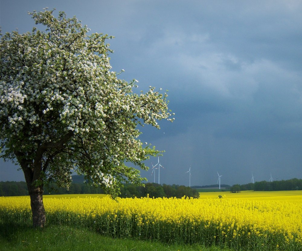 Fr�hling in Sohland am Rotstein. Foto M. Gundel