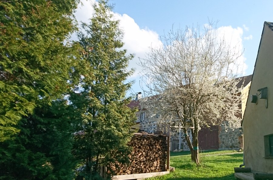 Frühling in Sohland am Rotstein. Der Pflaumenbaum blüht schon. Foto Ch. Richter 