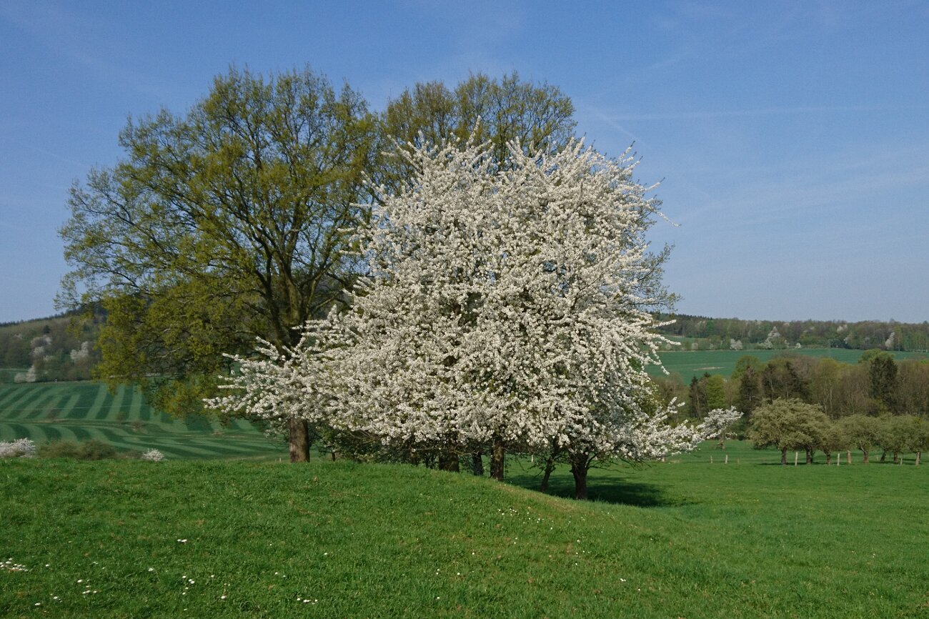 Die Kirschblüte im Frühling in Sohland am Rotstein.