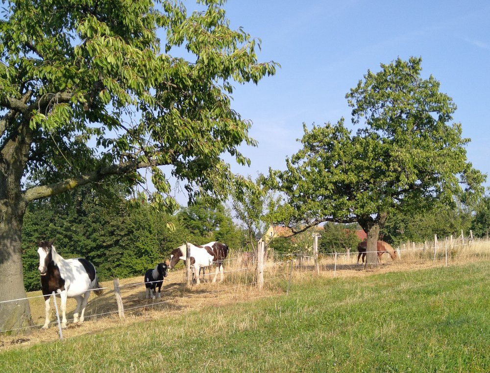 Auch Pferde genieen den Sommer in Sohland am Rotstein.