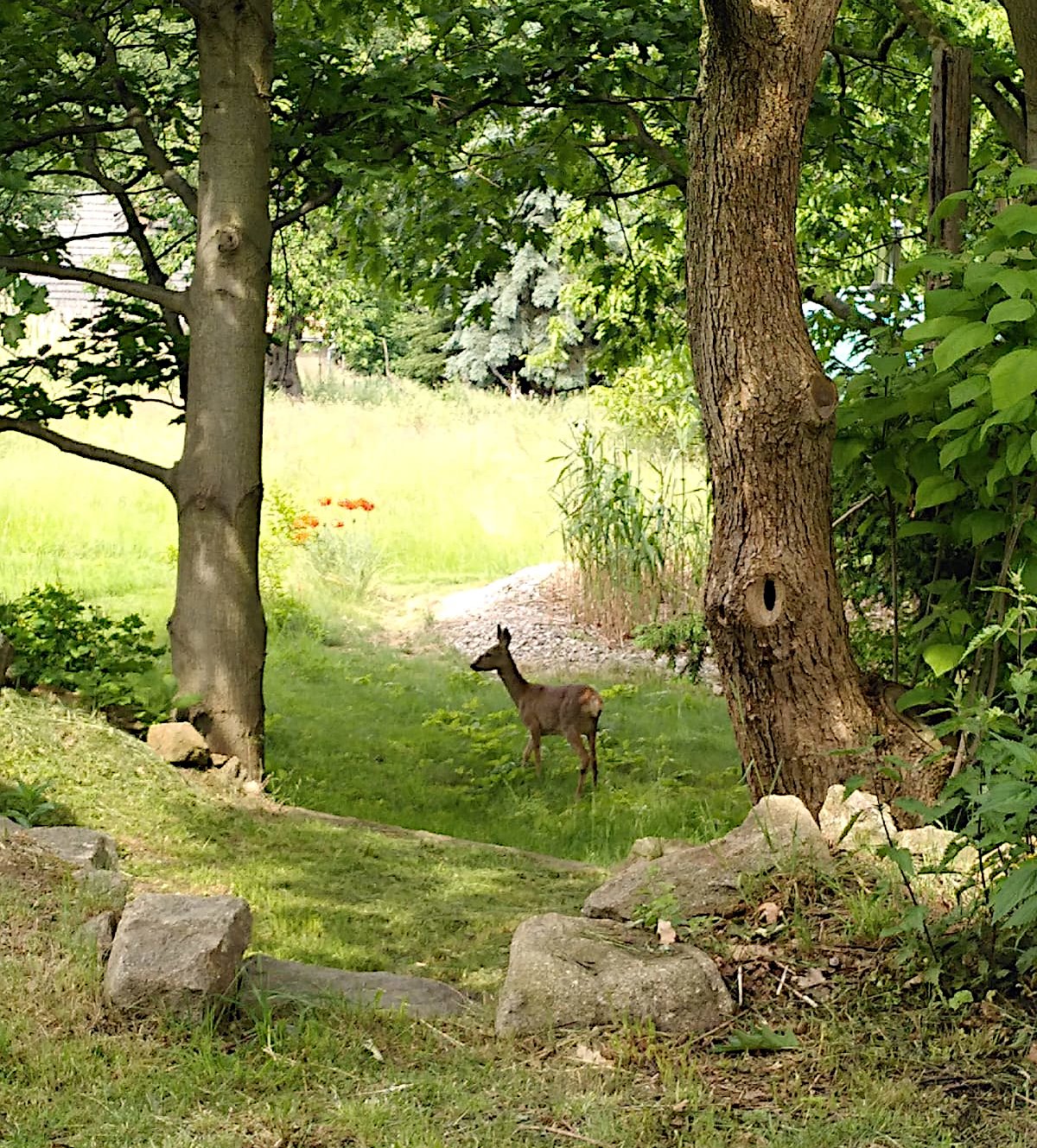 Die Ruhe in Sohland wissen auch Wildtiere zu sch�tzen. Foto Ellinor v.R. 