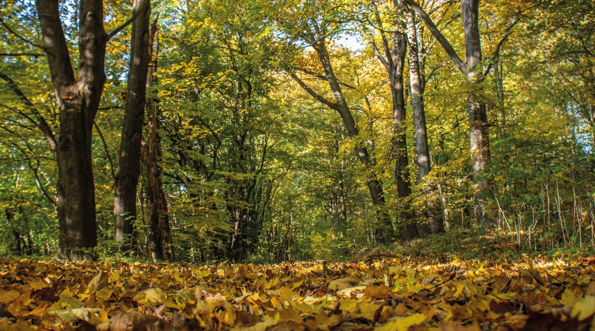 Wandern auf dem Rotstein