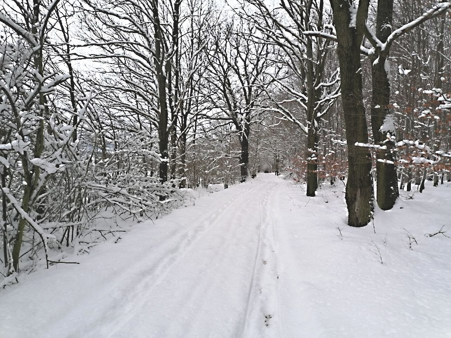 Winter in Sohland am Rotstein. Foto D. Hennig